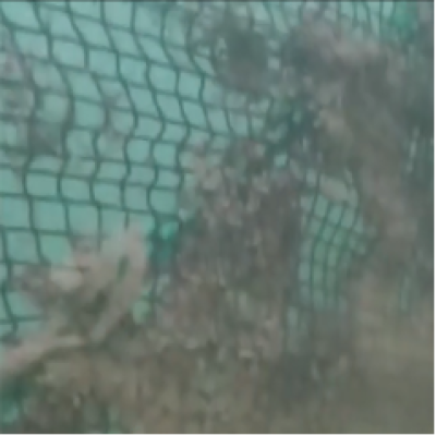 水產養(yǎng)殖網箱清洗的幾種方法優(yōu)缺點比較